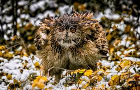 Hintergrundbilder Natur Winter Tiere Vogel Eule 2047x1328 Wallpapermaniac 1197276 Hintergrundbilder Wallhere Tiere und haustiere, natur tiere, eichhörnchen im winter, niedliche eichhörnchen, süße tiere bilder, lustiges tier, nagetiere, lebewesen hirsch in schwarzweiß. natur winter tiere vogel eule