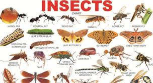 All the answers can be found on . Which Insect S Venom Is Believed To Trivia Questions Quizzclub