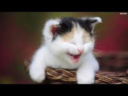 Try Not To Laugh Challenge Impossible Hardest Version Try Not To Laugh Videos Funny Cat Videos Try Not To Laugh Cute Cats