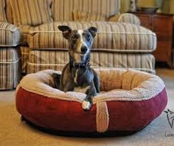 Maybe you would like to learn more about one of these? 10 Best Dog Beds Uk 2021 Top Rated Beds For All Breeds And Sizes