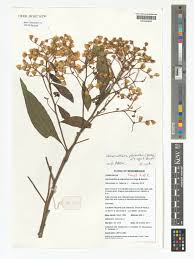 Image result for Vernonanthura polyanthes