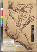 Image result for Combretum platypetalum