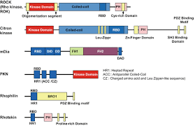 A person dies just about every other day, or 3 to 4 people a week, farese said. Molecular Structures Cellular Functions And Physiological Roles Of Rho Effectors Springerlink