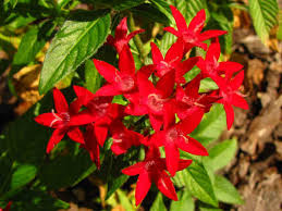 We did not find results for: Florida Flowers Pictures And Great Identification Tips Green Nature
