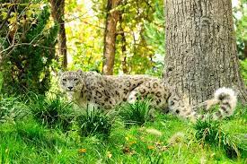 The central park zoo is home to some favorite species such as sea lions, brown bears, snow monkeys, snow leopards and red pandas. Die Heimat Der Madagascar Pinguine Central Park Zoo New York City Reisebewertungen Tripadvisor