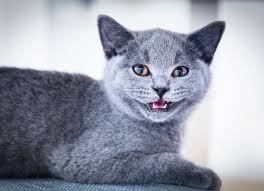 Many diseases are difficult to diagnose because the symptoms overlap with. Gum Disease In Cats Petmd