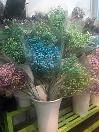 Jual Baby Breath Flower Best Flower Wallpaper