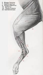 Labeled anatomy chart male back muscles stock illustration 1423699424 : Muscles Of The Cat Leg Feline Anatomy Dog Anatomy Cat Anatomy