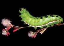 Mini Film Fest: The Extraordinary Caterpillar