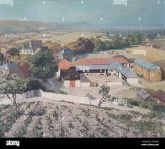 Image result for Panicum graciliflorum