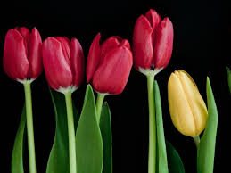 Bunga Gambar Wallpaper Tulip Batang Vektor Hitam Foto Latar Belakang Latar Belakang Tunas Materi Nomor Bunga Komputer Dan Tulips Flowers Tulips Red Tulips