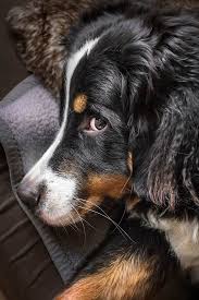 Sunny Von Bayern Bernasennen Hund Sennenhund Hunde