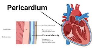 Image result for Pericardium