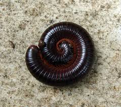 They're common in children and spread easily. How To Get Millipedes Out Of Your Home Breda Pest Management