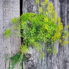 Image result for Agelanthus longipes