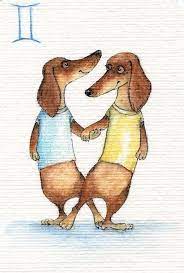 sobachij goroskop kto po znaku zodiaka vasha taksa foto 3 smeshnaya taksa hot dog sobachki