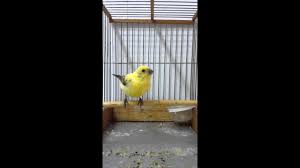 Serin Cini Panache Youtube You can listen or download serin cini mp3 download song file uploaded full by frémeaux nature topic. youtube