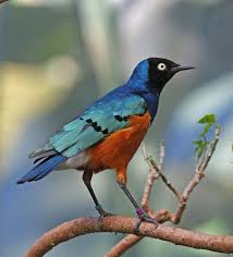 Common Birds Of Cape Cod This Bright Bird Is Called The Superb Starling What Beautiful Contrasting Colors