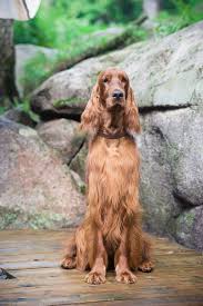 Maybe you would like to learn more about one of these? Dulaman Setters