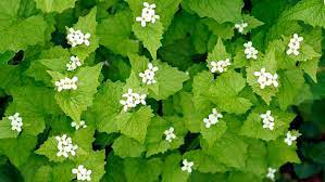 Weeds with white flowers in michigan. Portage Is Looking For Volunteers To Help Weed Out This Invasive Plant Wwmt