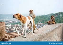 Der Hund Und Der Affe Engagierten Sich Im Sex, Galta-Tempel in Jaipur,  Indien Stockfoto - Bild von seltsam, führer: 73697204