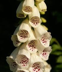 Image result for Digitalis purpurea alba/ red spots