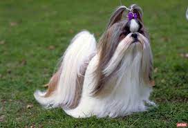 However, to answer the cost question: Shih Tzu Puppies For Sale Price Range How Much Does A Shih Tzu Cost