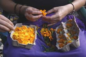 Here are the best edible flowers based on firsthand experience in the garden and kitchen. Edible Flowers Permaculture College Australia