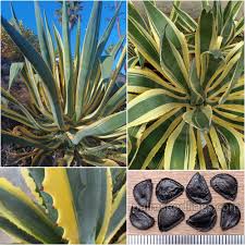 Image result for Agave americana