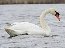 Mute Swan - eBird