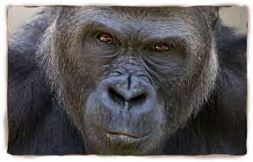 Western Lowland Gorilla San Diego Zoo Kids Gorilla Western Lowland Gorilla Zoo Animals