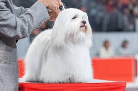 Check spelling or type a new query. Coton De Tulear Dog Breed Information