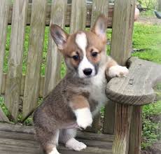 Placing puppies in pa, nj, ny, md, de and dc since 1973! Pembroke Welsh Corgi Puppies For Sale Ocean City Nj 298784