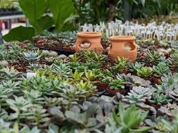 We have put together a list of the best flower delivery companies in the city, which. Home Klein S Floral Greenhouses