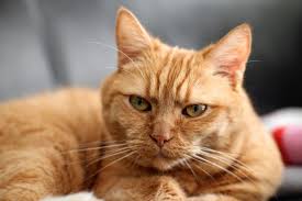 Blinde katzen können sich meist gut auf ihr gedächtnis verlassen. Trotz Katzenallergie Mit Einer Katze Unter Einem Dach Leben So Kann Es Klappen Allergia