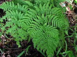 Image result for Ctenitis cirrhosa