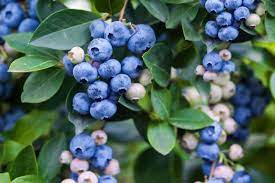 But this is generally an assumption based on a few species and varieties which have bitter flavoring, and the popularity of the already well known orchard apples. The 8 Best Plants For Edible Landscaping