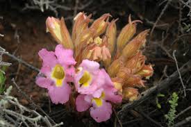 Image result for Harveya