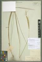 Image result for Trachypogon