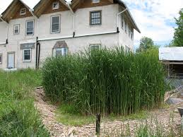 Grey water is any used waste water from your house that is not considered sewage (which is referred to as 'black water'). Greywater Dancing Rabbit Ecovillage