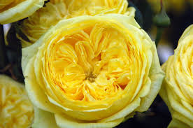 Fresh flowers from around the world. Jet Fresh Flowers Jetfreshflowers Twitter