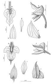 Image result for Polystachya cultriformis