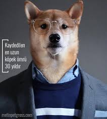 En Iyi Dostunuzun Yeni Dostu Http Www Metinpetgross Com Kaydedilen En Uzun Kopek Omru 30 Yildir Kopek Dog Evcilhayv Kopek Evcil Hayvanlar Hayvan