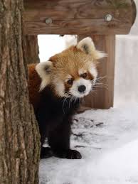 Epingle Par Fiona Tang Sur Red Panda Animaux Mignons Panda Roux Animaux