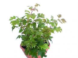 Image result for Rhoicissus rhomboidea