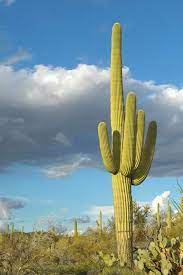 The cost will really depend on the size and where it's purchased from. A Saguaro Cactus Can Hold Up To 9 Tons Of Water Sukulent