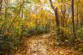 Hawk mountain bird sanctuary hike; A Brief Visit To Mount Davis Pennsylvania S Highest Point