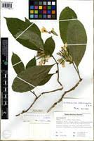 Image result for Sclerochiton obtusisepalus