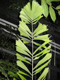 Image result for Aiphanes horrida