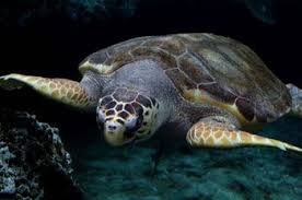 South Carolina Sc State Reptile Loggerhead Turtle Loggerhead Turtle Sea Turtle Species Turtle Habitat
